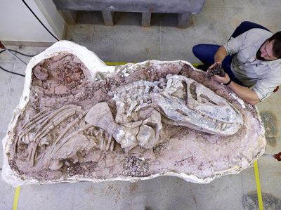 Penampakan Fosil Dinosaurus Berusia 237 Juta Tahun di Brasil