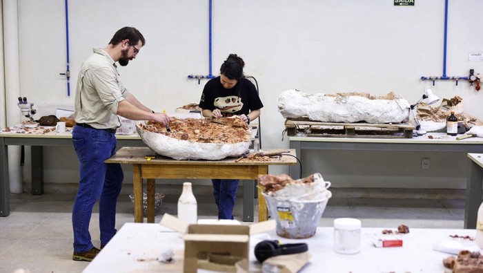 Paleontologist from the Federal University of Santa Maria, Rodrigo Temp Muller, holds a fossil called Gondwanax paraisensis, next to a contemporary fossil of Prestosuchus chiniquensis, a species that lived 237 million years ago, in the Cappa laboratory (Support Center for Paleontological Research of the Quarta Colonia) in Sao Joao do Polesine, Rio Grande do Sul state, Brazil, October 9, 2024. REUTERS/Diego Vara