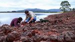 Penampakan Fosil Dinosaurus Berusia 237 Juta Tahun di Brasil