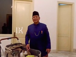 7 Foto Bobby Kertanegara, Kucing Presiden Prabowo Naik Stroller Belasan Juta