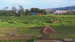Bukan Lahan Pertanian Biasa dari Bandung