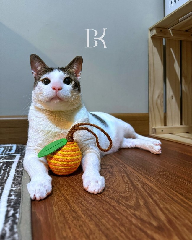 Pet stroller yang digunakan hewan peliharaan RI 1 itu datang dari merek Uppapets, dibanderol seharga Rp 6 juta hingga Rp 16 juta. Ada bordiran inisial BK dan nama panjangnya Bobby Kertanegara di bagian kiri dan kantung depan stroller. Foto: dok. Instagram @bobbykertanegara