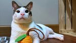 Foto: Bobby Kertanegara, Kucing Gemoy Kesayangan Prabowo