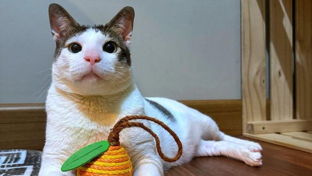 Warganet dikejutkan dengan kehadiran kucing pribadi Prabowo Subianto, Bobby Kertanegara. Pasalnya, harga stollernya bisa dibilang punya harga yang tidak murah.