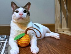 Video: Gaya Bobby Kertanegara saat Terima Penghargaan Top Trending Search