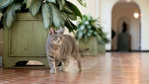 Siapa bilang Bobby Kertanegara merupakan kucing dengan kasta tertinggi. Ternyata kucing Prabowo ini punya saingan lho.