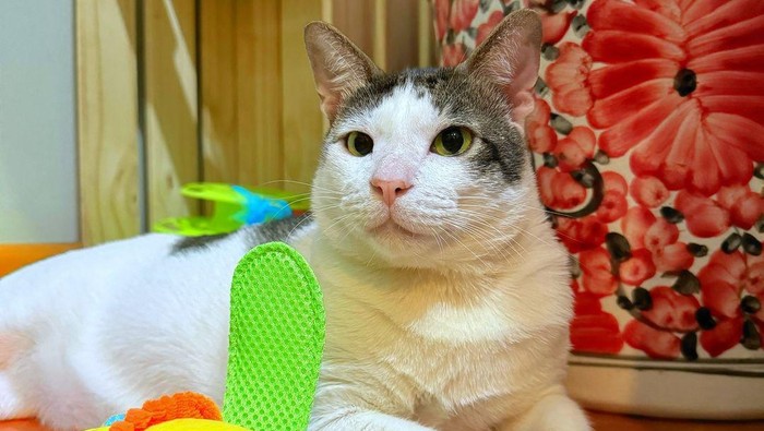 Siapa bilang Bobby Kertanegara merupakan kucing dengan kasta tertinggi. Ternyata kucing Prabowo ini punya saingan lho.