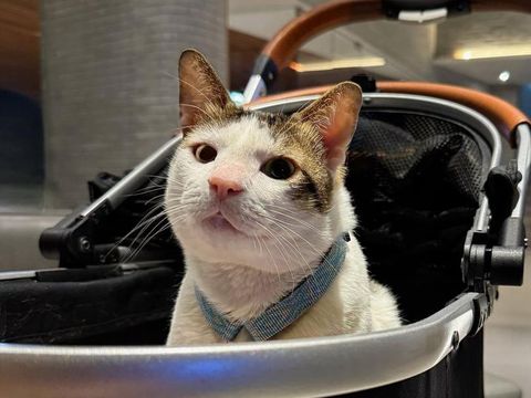 Bobby Kartanegara kucing kesayangan Presiden Prabowo Subianto. (Instagram @bobbykertanegara)