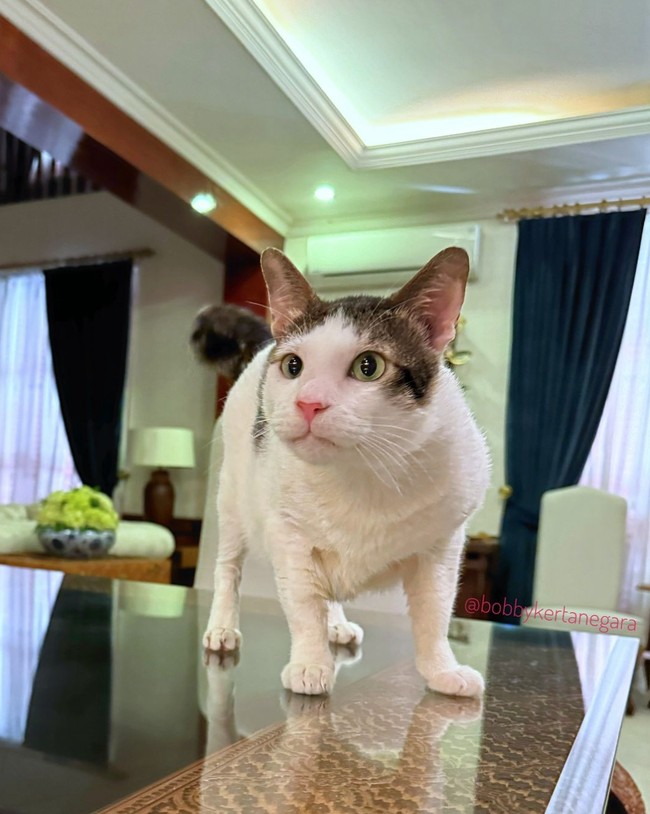 Tepat di hari pelantikan, Minggu (20/10/2024), kucing jalanan yang diadopsi Presiden Prabowo pada 2017 itu memulai hari pertamanya sebagai penghuni Istana. Foto: dok. Instagram @bobbykertanegara