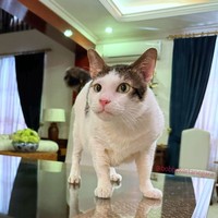 Tepat di hari pelantikan, Minggu (20/10/2024), kucing jalanan yang diadopsi Presiden Prabowo pada 2017 itu memulai hari pertamanya sebagai penghuni Istana. Foto: dok. Instagram @bobbykertanegara