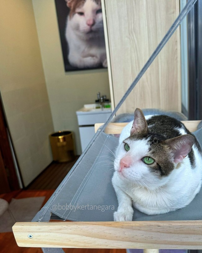 Netizen semakin girang dan gemas saat tahu Bobby Kertanegara akan punya kamarnya sendiri di Istana Kepresidenan. “Bobby mau liat kamar Bobby?” ucap Presiden Prabowo di hari pelantikannya. Foto: dok. Instagram @bobbykertanegara