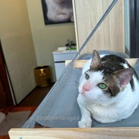 Netizen semakin girang dan gemas saat tahu Bobby Kertanegara akan punya kamarnya sendiri di Istana Kepresidenan. “Bobby mau liat kamar Bobby?” ucap Presiden Prabowo di hari pelantikannya. Foto: dok. Instagram @bobbykertanegara