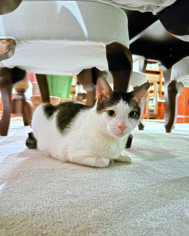 “Selamat ya Bobby sudah resmi menjadi kucing presiden 🤣 the real tahta tertinggi perkucingan 🤣” “Baru pertama kali aku merasa iri dengan kucing😭😭😭” “Jangan lupa room tour ya bob 😭” komentar sejumlah warganet di akun Instagram kucing Presiden Prabowo @bobbykertanegara. Foto: dok. Instagram @bobbykertanegara