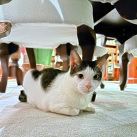 “Selamat ya Bobby sudah resmi menjadi kucing presiden 🤣 the real tahta tertinggi perkucingan 🤣” “Baru pertama kali aku merasa iri dengan kucing😭😭😭” “Jangan lupa room tour ya bob 😭” komentar sejumlah warganet di akun Instagram kucing Presiden Prabowo @bobbykertanegara. Foto: dok. Instagram @bobbykertanegara