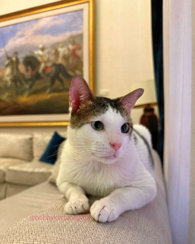 Kehadiran Bobby Kertanegara di Istana Kepresidenan mengundang kekaguman warganet. Peliharaan Presiden Prabowo itu dianggap kucing dengan kasta tertinggi. Foto: dok. Instagram @bobbykertanegara
