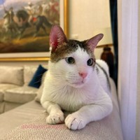 Kehadiran Bobby Kertanegara di Istana Kepresidenan mengundang kekaguman warganet. Peliharaan Presiden Prabowo itu dianggap kucing dengan kasta tertinggi. Foto: dok. Instagram @bobbykertanegara