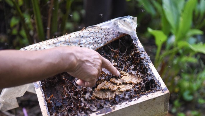 Budidaya lebah madu kelulut Palaran Warga menuangkan hasil panen dari lebah madu kelulut di Palaran, Samarinda, Kalimantan Timur, Minggu (20/10/2024). Pembudidayaan lebah madu kelulut yang dikembangkan hampir 50 persen warga yang berada di Kelurahan Rawa Makmur itu sebulannya mampu memanen madu per kotaknya mencapai 1-3 liter yang dijual sekitar Rp70 ribu hingga Rp600 ribu. ANTARA FOTO/M Risyal Hidayat/Spt.