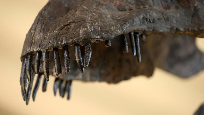 Vulcain, a fossilized Apatosaurus dinosaur, which, according to auctioneers is the largest and most complete dinosaur skeleton ever to come to auction, is displayed before its auction by French auction houses Collin du Bocage and Barbarossa at the Chateau de Dampierre in Dampierre-en-Yvelines, near Paris, France, October 11, 2024. REUTERS/Noemie Olive    REFILE - REMOVING AGE OF FOSSIL AND CLARIFYING ADDITIONAL INFORMATION