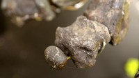 Nama dinosaurus Vulcain mengacu pada dewa api dalam mitologi Romawi dan juga menggambarkan dua ruas tulang belakangnya yang menyatu. Kerangka tersebut dapat dilihat oleh publik di kastil Dampierre-en-Yvelines, di luar Paris.