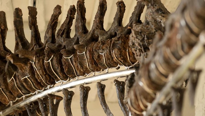 Vulcain, a fossilized Apatosaurus dinosaur, which, according to auctioneers is the largest and most complete dinosaur skeleton ever to come to auction, is displayed before its auction by French auction houses Collin du Bocage and Barbarossa at the Chateau de Dampierre in Dampierre-en-Yvelines, near Paris, France, October 11, 2024. REUTERS/Noemie Olive REFILE - REMOVING AGE OF FOSSIL AND CLARIFYING ADDITIONAL INFORMATION