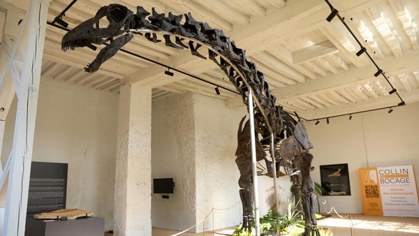 Fosil Dinosaurus Raksasa Berusia 145 Juta Tahun Bakal Dilelang, Ini Potretnya