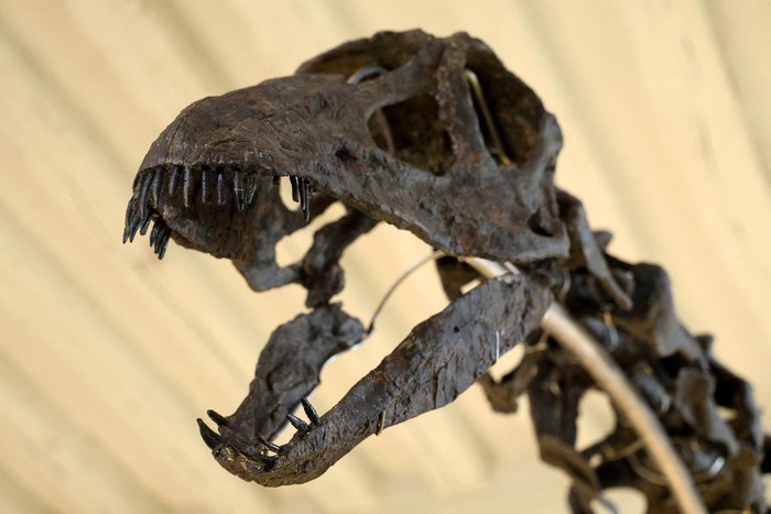 Vulcain, a fossilized Apatosaurus dinosaur, which, according to auctioneers is the largest and most complete dinosaur skeleton ever to come to auction, is displayed before its auction by French auction houses Collin du Bocage and Barbarossa at the Chateau de Dampierre in Dampierre-en-Yvelines, near Paris, France, October 11, 2024. REUTERS/Noemie Olive    REFILE - REMOVING AGE OF FOSSIL AND CLARIFYING ADDITIONAL INFORMATION