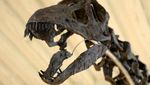 Fosil Dinosaurus Raksasa Berusia 145 Juta Tahun Bakal Dilelang, Ini Potretnya