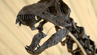 Kerangka dinosaurus terbesar yang pernah dilelang akan dijual di Prancis pada 16 November. Diperkirakan harganya akan mencapai 20 juta euro. Kerangka tersebut ditemukan dalam penggalian di Wyoming pada tahun 2018, dan beberapa bagian, seperti ruas jari kaki, sebelumnya tidak diketahui tentang spesies tersebut, kata juru lelang Drouot Olivier Collin du Bocage.