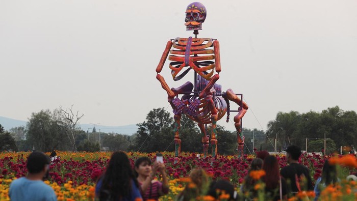 Instalasi Tengkorak Raksasa Semarakan Peringatan Hari Kematian di Meksiko People walk near marigold fields and a giant skeleton figure, built by local artisans representing Mexican bandit-turned-revolutionary Francisco