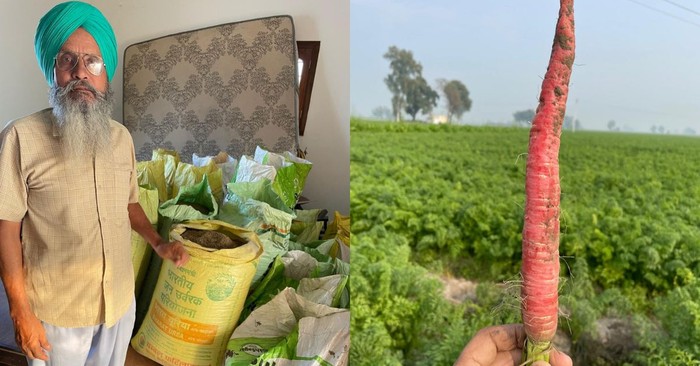 kisah sukses petani wortel