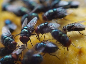 Ada Pabrik Lalat di AS, Mau Dikirim Buat Misi Lawan Belatung
