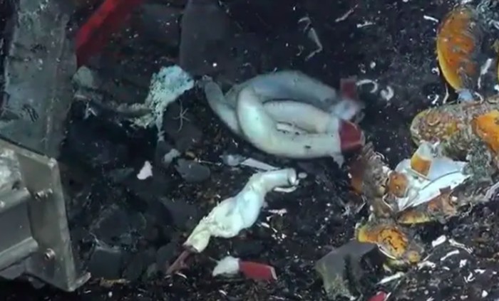 Peneliti menemukan cacing tabung besar tumbuh subur di dalam rongga di bawah dasar laut.