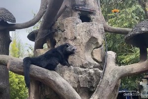 Menjelajah Alam Melihat Satwa di Lembang Park and Zoo