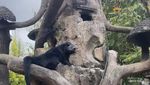 Menjelajah Alam Melihat Satwa di Lembang Park and Zoo