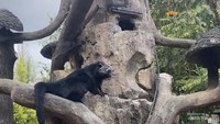 Salah satu satwa di Lembang Park and Zoo.