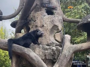 Menjelajah Alam Melihat Satwa di Lembang Park and Zoo