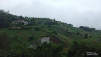 Hijau sejauh mata memandang