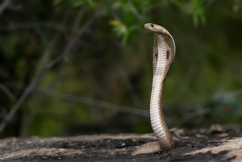 Ular king cobra.