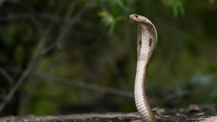 Ular king cobra