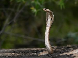 Heboh King Cobra Makan Kobra Jawa di Majalengka