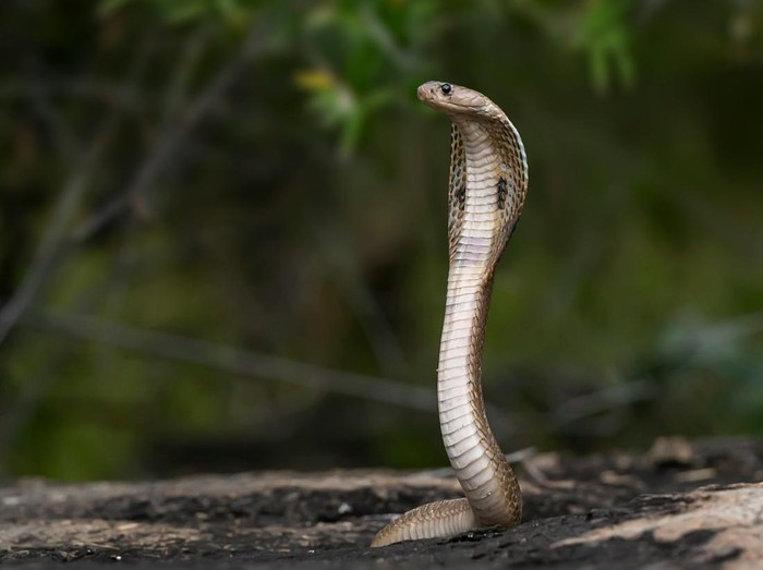 Ular king cobra