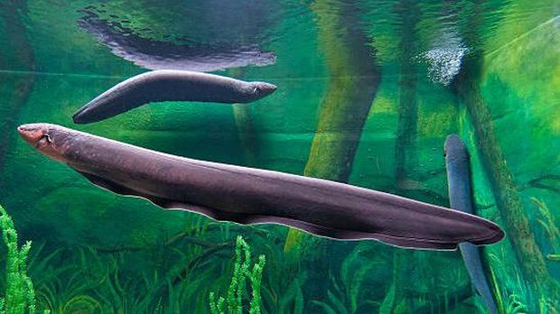 Electric eel inhabits fresh water of the Amazon and Orinoco River basins in South America. It can generate powerful high voltage electric discharges up to 500 volts.