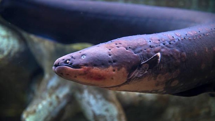 Electric eel inhabits fresh water of the Amazon and Orinoco River basins in South America. It can generate powerful high voltage electric discharges up to 500 volts.