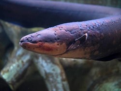 Momen Buaya Gigit Belut Listrik, Nasibnya Tragis!