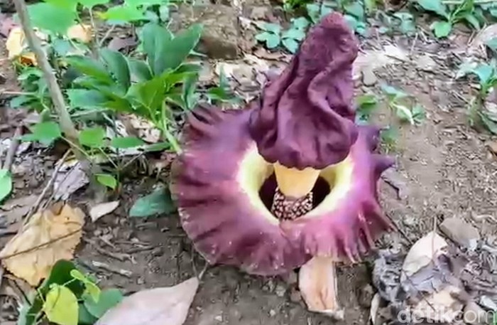 bunga bangkai bondowoso