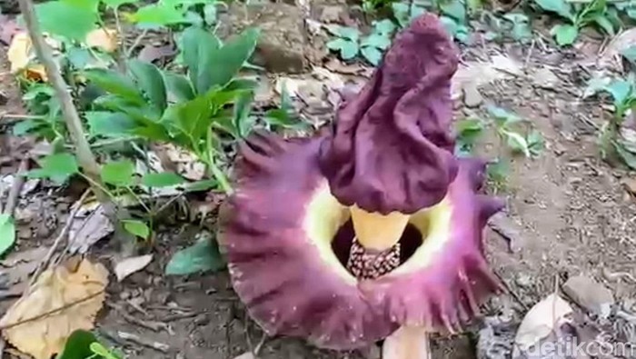 bunga bangkai bondowoso