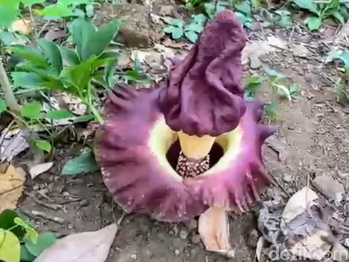 bunga bangkai bondowoso