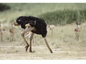 Mengenal Efek Burung Unta, Momen Ketika Manusia Mulai Menghindari Informasi