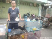 Cerita Hendrik Panen Cuan dari Ayam Hias