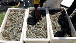 Intip Panen Raya Udang Vaname di Mamuju
